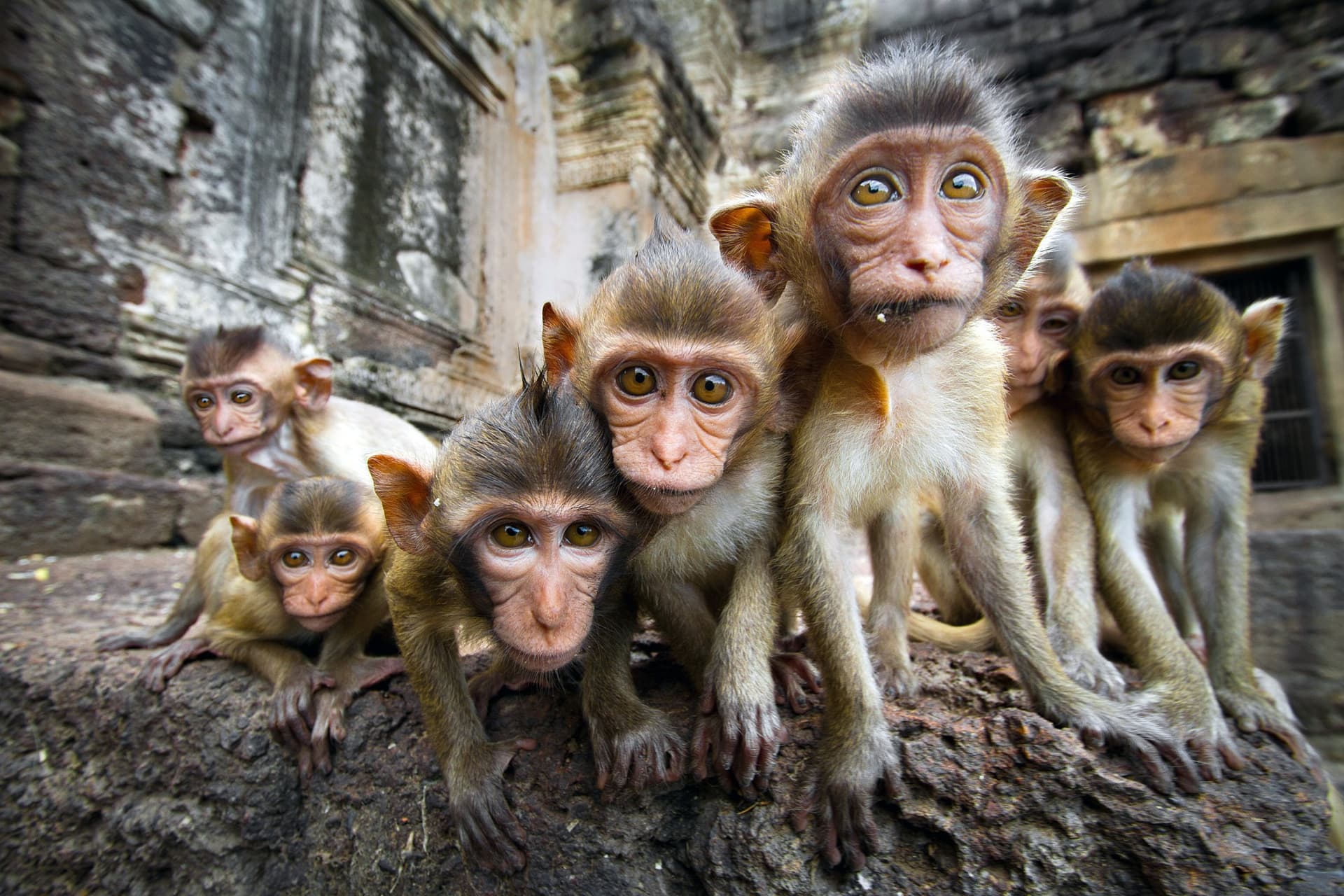 Quels animaux peut-on voir en Thaïlande ?