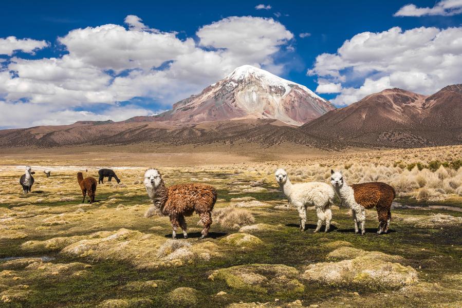 Nos 10 incontournables à voir en Bolivie